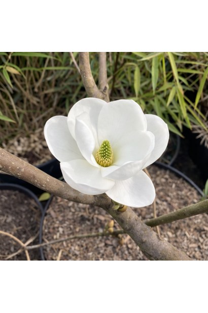 Magnolia Double Diamond 